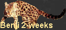 Benji 2-weeks
