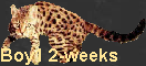 Boy1 2-weeks